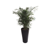 Yellow Palm in tall pot