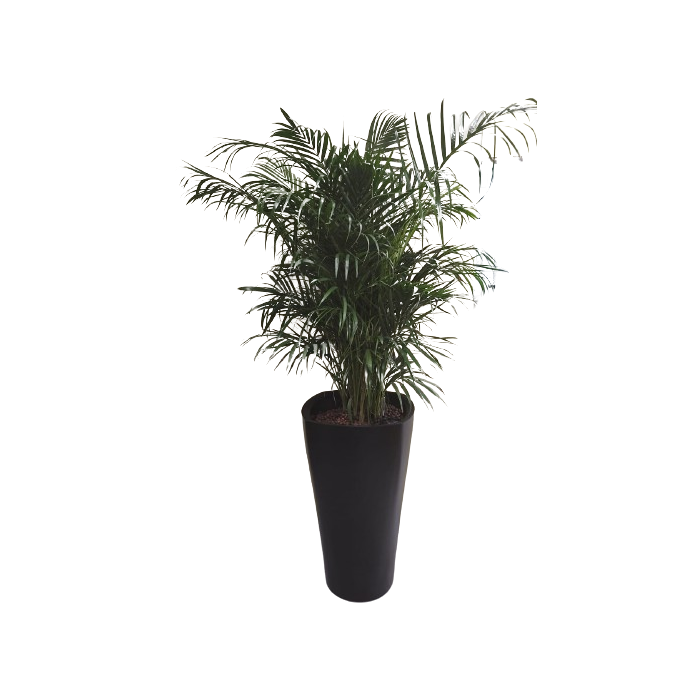 Yellow Palm in tall pot