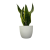 Mini Sansevieria (Tabletop Pot)
