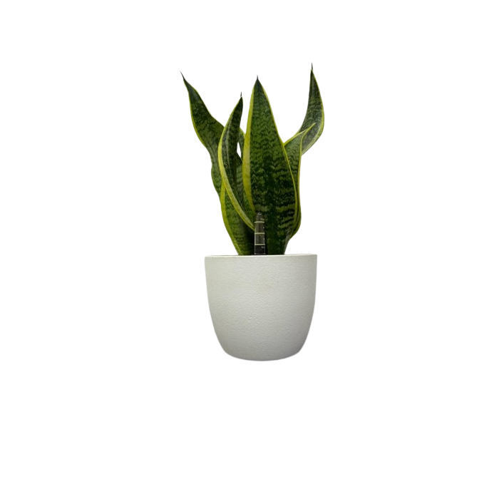 Mini Sansevieria (Tabletop Pot)