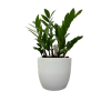 Mini Zamioculcas (Tabletop Pot)