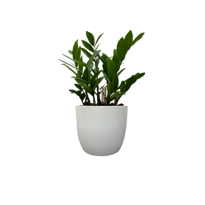 Mini Zamioculcas (Tabletop Pot)