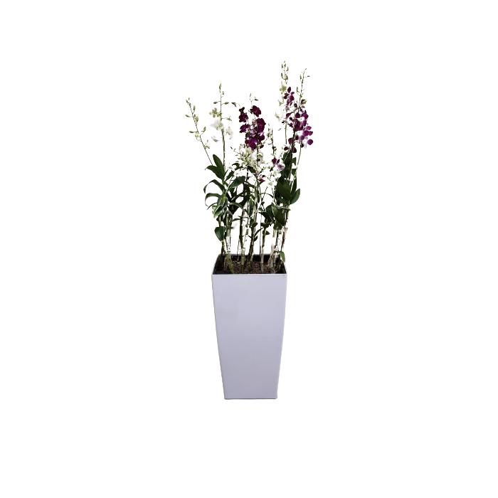 Dendrobium Orchids in tall pot